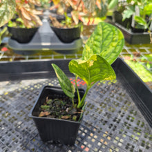Load image into Gallery viewer, Monstera Peru "Karstenianum", Exact Plant Variegated Ships Nationwide
