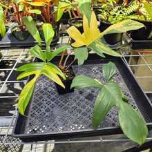 Load image into Gallery viewer, Philodendron Florida Beauty, Exact Plant Variegated Ships Nationwide
