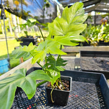 Load image into Gallery viewer, Philodendron Radiatum, Exact Plant Variegated Ships Nationwide
