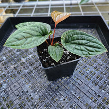 Load image into Gallery viewer, Anthurium Radican X Luxurian, Exact Plant 2 top plant
