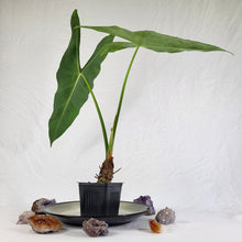 Load image into Gallery viewer, Alocasia Longiloba, Lowii, Argryeia, Exact Plant
