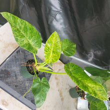 Load image into Gallery viewer, Philodendron Giganteum, Exact Plant Variegated Ships Nationwide
