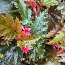 Load image into Gallery viewer, Begonia Serratipetala 4" pot Fedex 2day*
