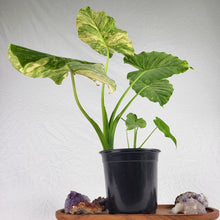 Load image into Gallery viewer, Alocasia Gageana Aurea, Exact Plant Variegated Large
