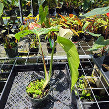 Load image into Gallery viewer, Monstera Borsigiana Albo Deliciosa Variegated exact plant, Fedex 2day*

