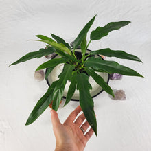 Load image into Gallery viewer, Philodendron Orchid Jungle, Exact Plant twin top
