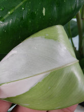 Load image into Gallery viewer, White Wizard, Exact Plant, variegated Philodendron
