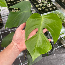 Load image into Gallery viewer, Monstera Sierrana Hawaii Clone exact plant, Fedex 2day*
