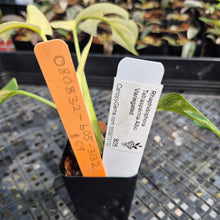 Load image into Gallery viewer, Rhaphidophora Tetrasperma Albo Variegated exact plant, Fedex 2day*
