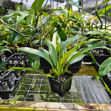 Load image into Gallery viewer, Philodendron Wend Imbe, Exact Plant Variegated Ships Nationwide
