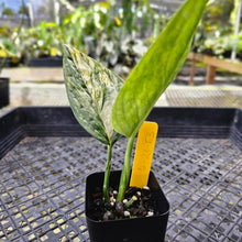 Load image into Gallery viewer, Monstera Peru &quot;Karstenianum&quot;, Exact Plant Variegated Ships Nationwide
