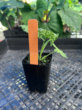 Load image into Gallery viewer, Syngonium Mojito, Exact Plant Variegated Ships Nationwide
