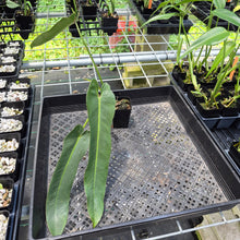 Load image into Gallery viewer, Philodendron Spiritus Sancti exact plant, Fedex 2day*
