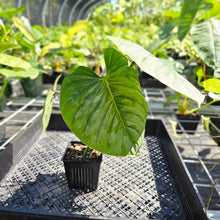 Load image into Gallery viewer, Philodendron Sodiroi True Form, Exact Plant Ships Nationwide
