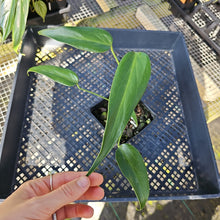 Load image into Gallery viewer, Monstera Burle Marx Flame, Exact Plant Ships Nationwide
