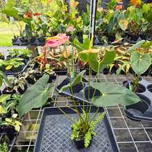 Load image into Gallery viewer, Anthurium Shibori, Exact Plant Variegated Ships Nationwide
