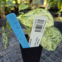 Load image into Gallery viewer, Alocasia Ninja Tricolor, Exact Plant Variegated Ships Nationwide
