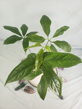 Load image into Gallery viewer, Clavigerum, exact plant, Philodendron, ships nationwide,
