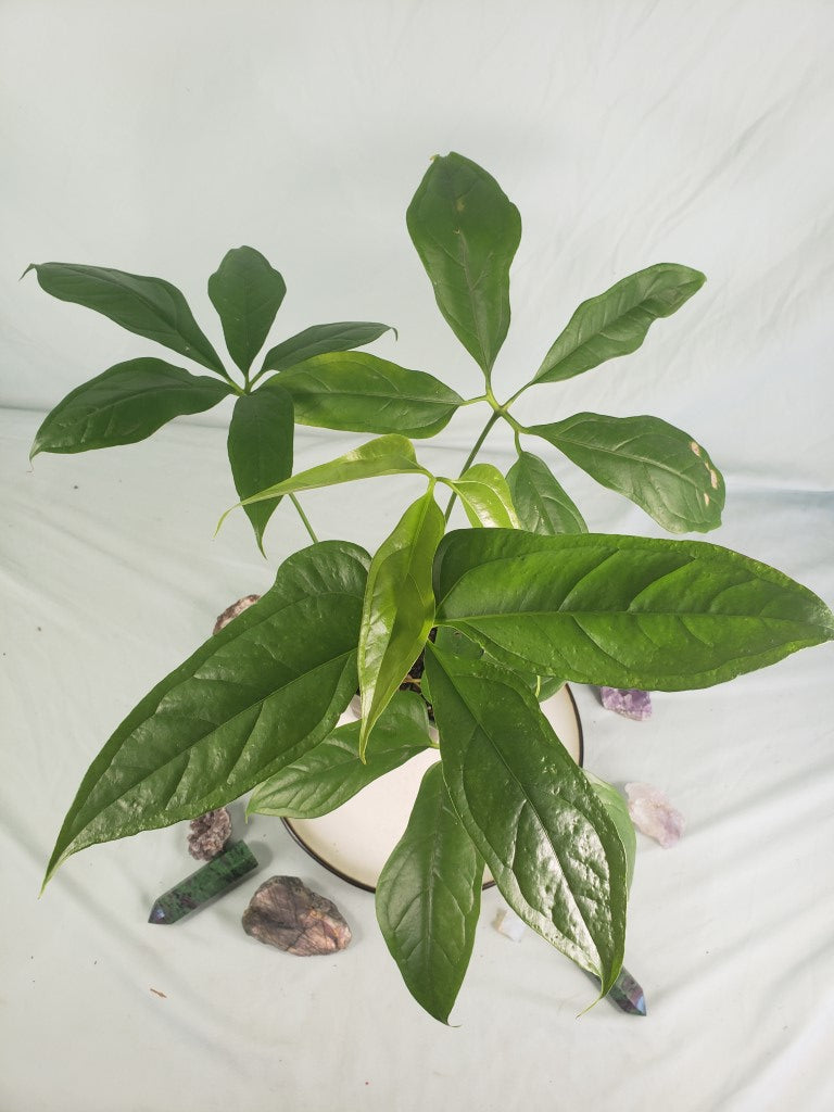 Clavigerum, exact plant, Philodendron, ships nationwide,