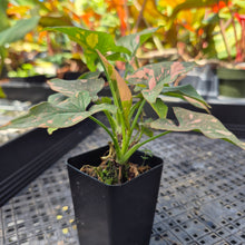 Load image into Gallery viewer, Syngonium Pink Splash, Exact Plant Variegated Ships Nationwide
