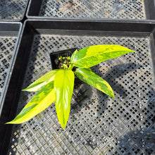Load image into Gallery viewer, Philodendron Domesticum Variegated exact plant, Fedex 2day*
