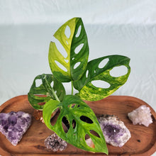 Load image into Gallery viewer, Monstera Adansonii Aurea Variegated 2.5&quot; Pot, Fedex 2 day*
