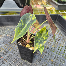 Load image into Gallery viewer, Alocasia Sedenii Aurea Variegated, Exact Plant Ships Nationwide
