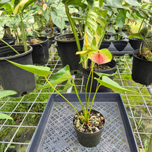 Load image into Gallery viewer, Anthurium Peppermint Splash, Shibori AFF, speckled , Exact Plant
