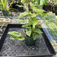 Load image into Gallery viewer, Syngonium Mojito, Exact Plant Variegated Ships Nationwide
