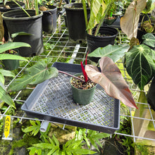 Load image into Gallery viewer, Philodendron Dark Lord, Exact Plant Ships Nationwide

