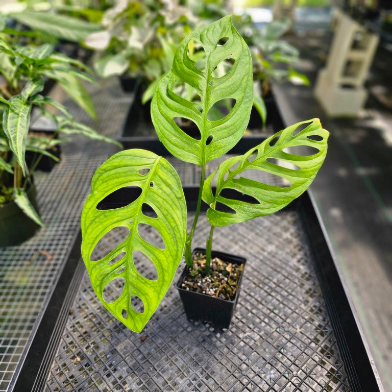 Monstera Esqueleto, Exact Plant Ships Nationwide