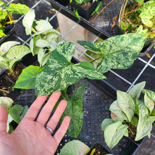 Load image into Gallery viewer, Syngonium Mojito, Exact Plant Variegated Ships Nationwide
