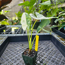 Load image into Gallery viewer, Alocasia Macrorhizza, Exact Plant Variegated
