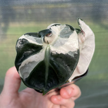 Load image into Gallery viewer, Alocasia Heart Balloon pink variegated exact plant, Fedex 2day*

