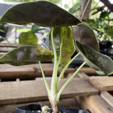 Load image into Gallery viewer, Alocasia Azlanii Aurea variegated exact plant, Fedex 2day*

