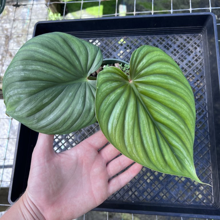 Philodendron Plowmanii Round Form, Exact Plant Medium