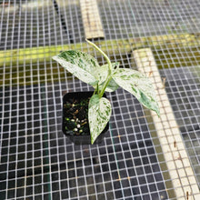 Load image into Gallery viewer, Epipremnum Pinnatum Marble, Exact Plant Variegated Ships Nationwide
