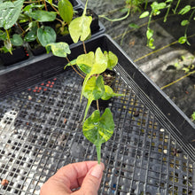 Load image into Gallery viewer, Alocasia Stingray, Exact Plant Ships Nationwide
