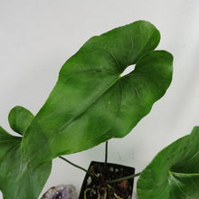 Load image into Gallery viewer, Anthurium Watermaliense 4&quot; pot, Fedex 2 day*
