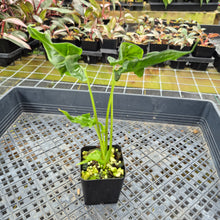 Load image into Gallery viewer, Alocasia Teletubbies 2.5" pot, Fedex 2day*
