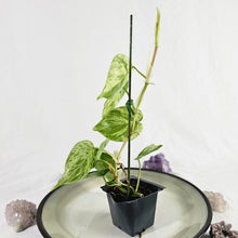 Load image into Gallery viewer, Philodendron Hederaceum, Heart Leaf, Exact Plant Variegated
