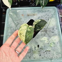 Load image into Gallery viewer, Scindapsus Jade Satin Marble Queen, Exact Plant Variegated Ships Nationwide
