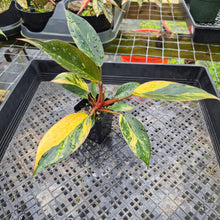 Load image into Gallery viewer, Philodendron Red Congo, Exact Plant Variegated Ships Nationwide
