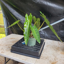 Load image into Gallery viewer, Philodendron Maximum , Exact Plant Ships Nationwide
