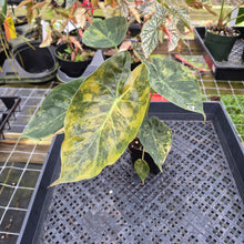 Load image into Gallery viewer, Alocasia Wentii Aurea, Exact Plant, Ships Nationwide

