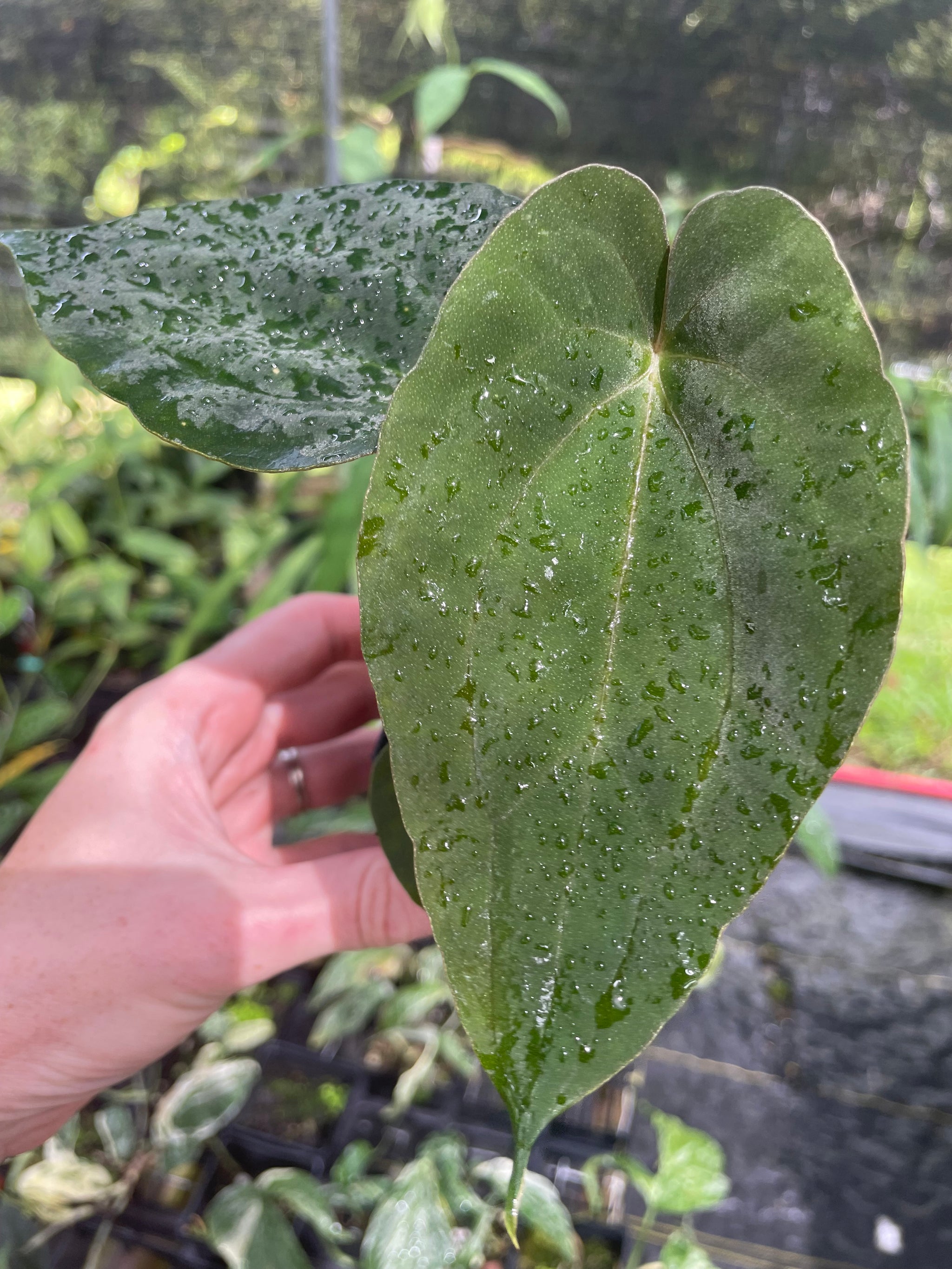 Anthurium – Canopy Gems