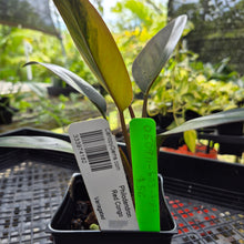 Load image into Gallery viewer, Philodendron Red Congo, Exact Plant Variegated Ships Nationwide
