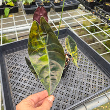Load image into Gallery viewer, Alocasia Sedenii Aurea Variegated exact plant, Fedex 2day*
