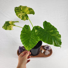 Load image into Gallery viewer, Alocasia Gageana Aurea, Exact Plant Variegated Large
