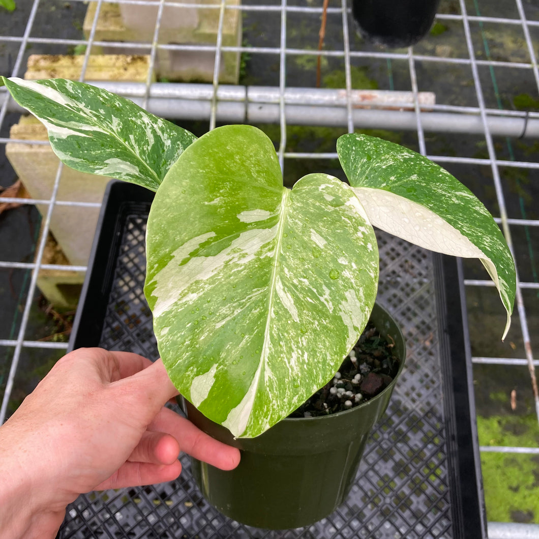 Monstera Borsigiana Albo Deliciosa, Exact Plant Variegated